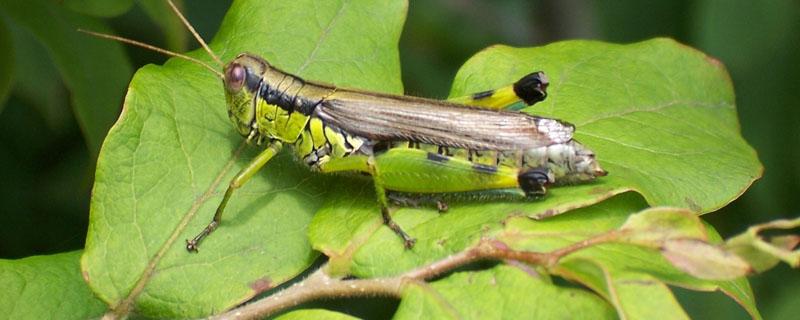 蝗虫灾害对粮食的影响（蝗灾对农业最大的影响）