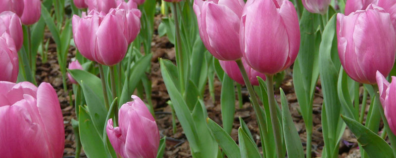 花卉被肥料烧了怎么办能救活 植物被肥料烧了怎么挽救