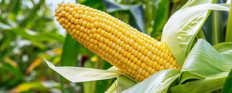 亩产2600斤玉米品种（亩产3500斤玉米）