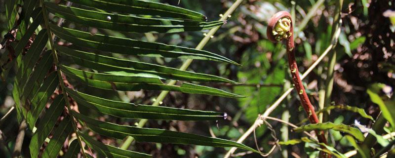 蕨菜是什么（蕨菜是什么菜）