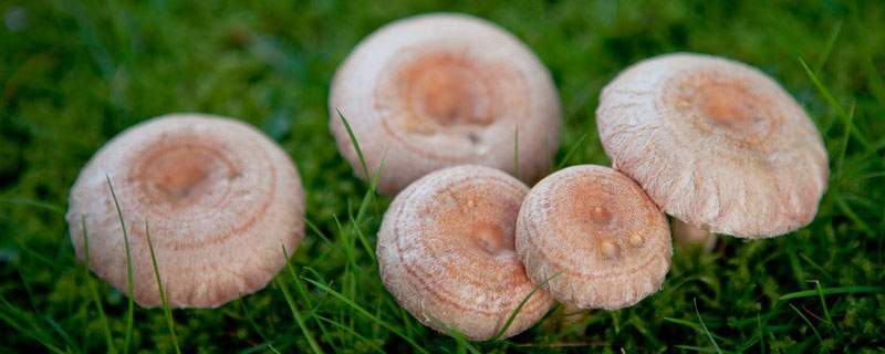 蘑菇从出土到成熟需几天 蘑菇成熟期多久