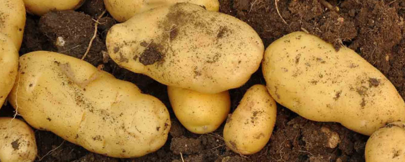 亩产万斤土豆品种介绍（种植什么一亩六七十万）