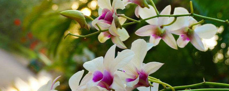 石斛开过花老枝怎么办（石斛老枝开花吗）