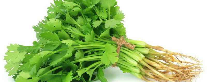 香菜冷库储藏技术 香菜贮藏保鲜库
