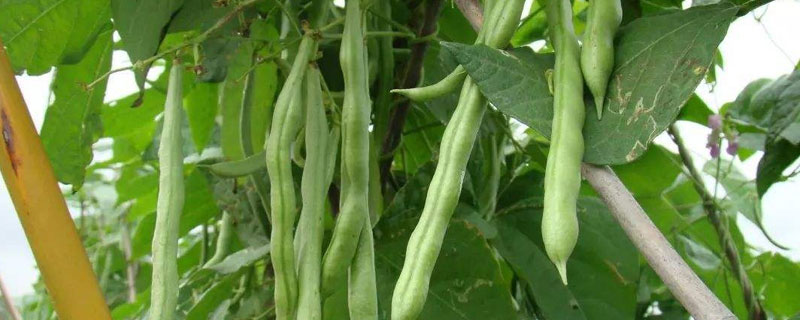 芸豆发芽的适宜温度 芸豆生长期适宜温度