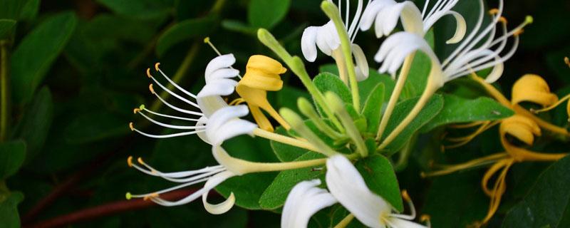 金银花容易成活吗 金银花好成活吗