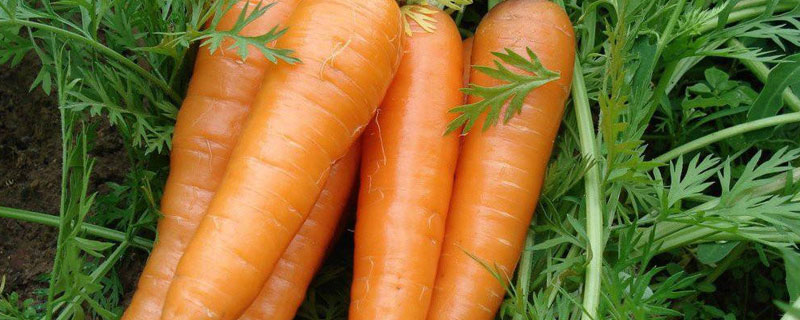 胡萝卜特点和作用 胡萝卜的作用是什么