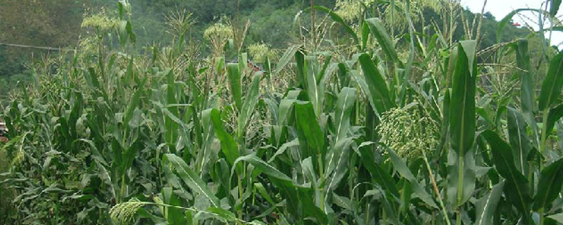 牧草甜高粱一亩地多少斤产量