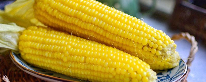 玉米容重标准 玉米容重标准什么意思
