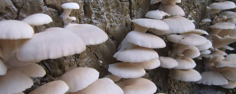 平菇是蘑菇吗 平菇是普通蘑菇吗
