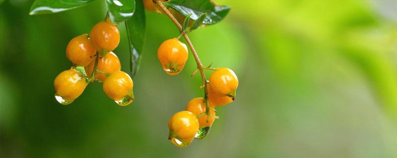 华西秋雨对农业生产的影响（华西秋雨对农业生产的有利影响）