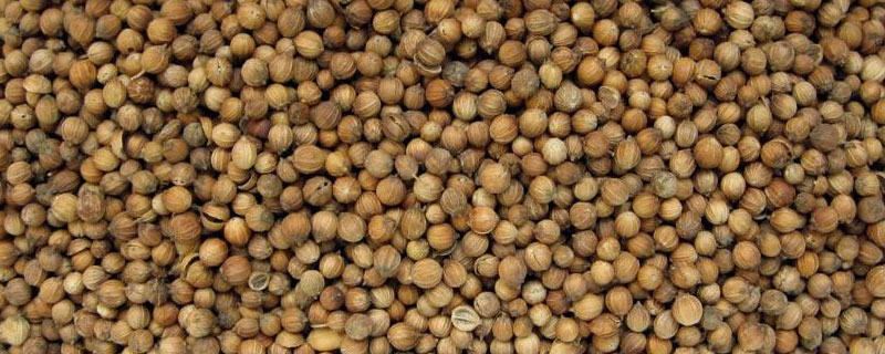 香菜籽在香料中的作用 香菜籽在香料中的作用及用量