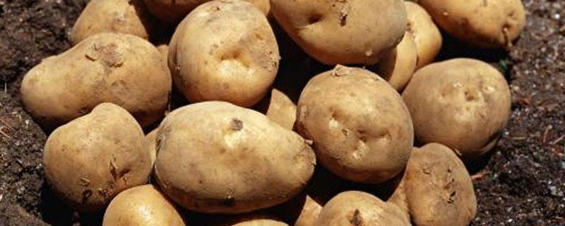 马铃薯晚疫病在云南发生严重的原因 马铃薯晚疫病发病原因
