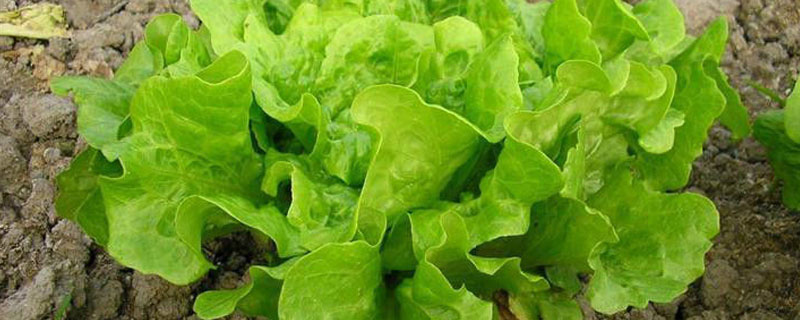 生菜如何育苗才强壮（生菜的育苗技术）