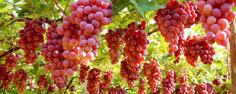 中国中原地区种植葡萄始于哪里 中国中原地区种植葡萄始于哪里呢
