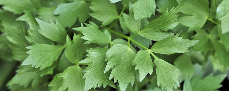 川芎苗后用什么除草 川芎苗期用什么除草剂