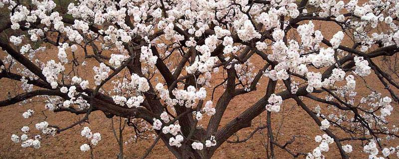 杏树花芽与叶芽的区别（杏树叶芽什么形状）