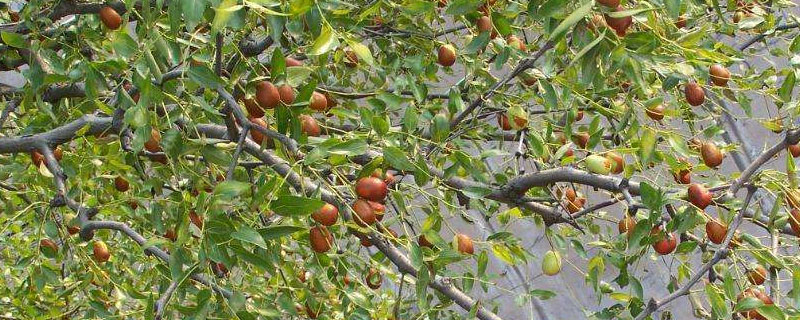 枣树和柿子树嫁接的果实叫什么 枣树和柿子树嫁接的果实叫什么果
