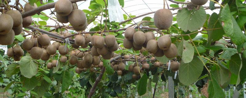 猕猴桃几月成熟 软枣猕猴桃几月成熟