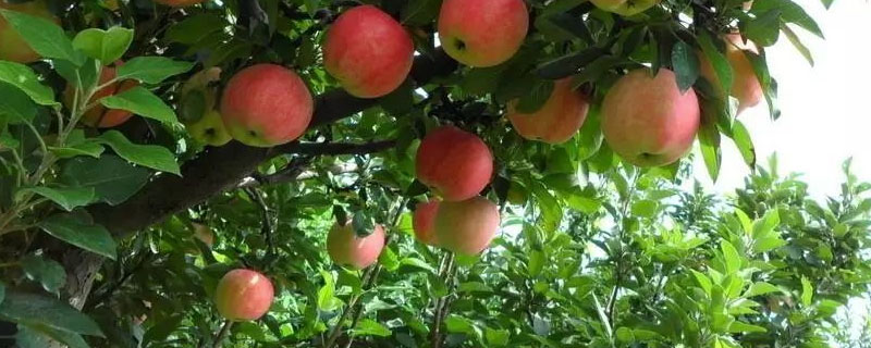 苹果树怎样育小苗 怎样培育苹果树幼苗