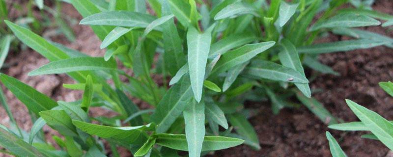 空心菜和菜心是一种菜吗（什么样的菜叫空心菜）