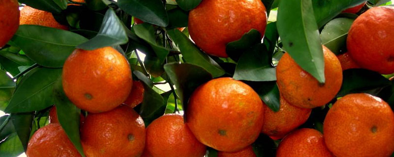 沙糖桔和橘子的区别（沙糖橘和橘子的区别）