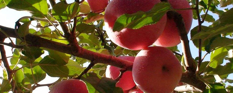 苹果树行距和株距是多少合适 苹果树间距多少