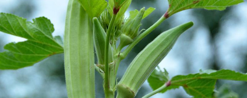 黄秋葵如何播种（黄秋葵如何种植技术）