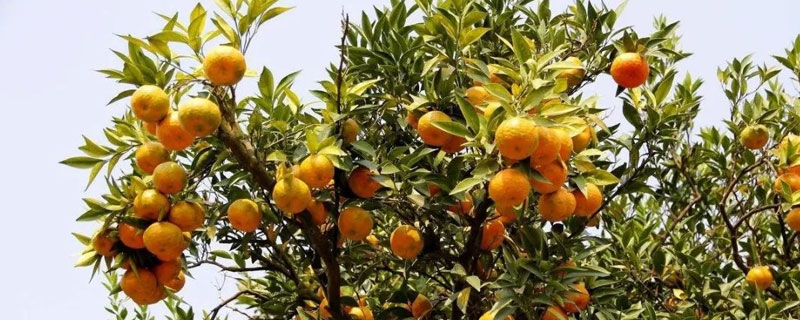 柑桔叶片青苔怎么清除 柑橘树上的青苔病怎样治