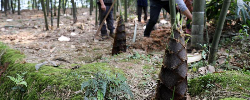 竹笋北方可以种植吗（北方产竹笋吗）
