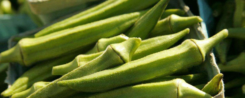 黄秋葵算粗纤维还是低纤维（秋葵是粗纤维吗）