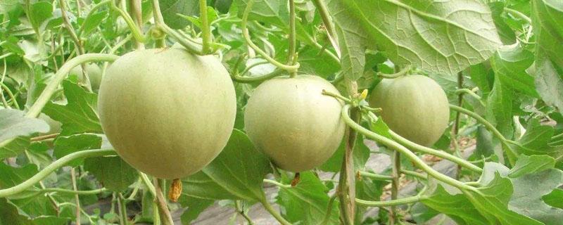 香瓜和黄瓜种植有什么区别 香瓜和黄瓜能挨着种植吗