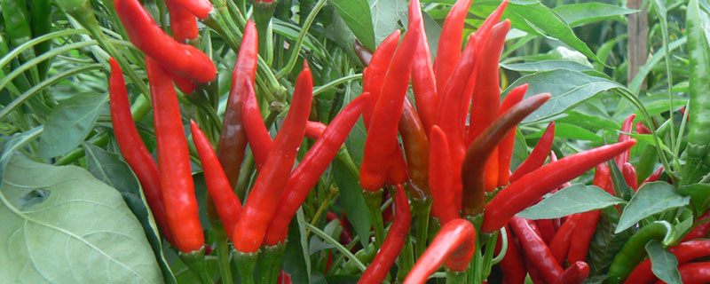 朝天椒发红就是成熟了吗 朝天椒多长时间才变红