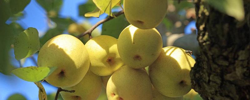 梨树亩产量一般多少斤（梨亩产量一般多少斤左右）