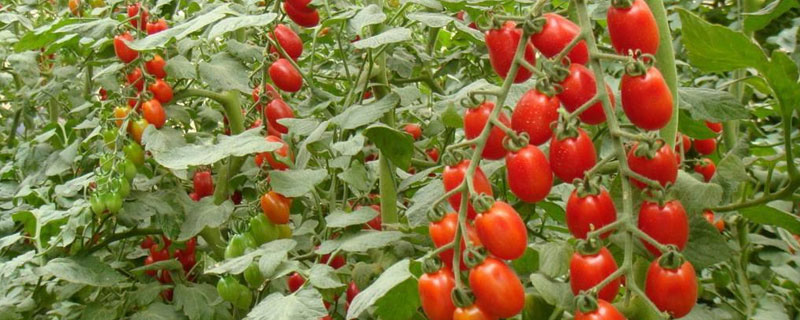 圣女果主要产自哪里（圣女果原产地来自哪里）