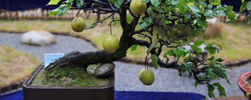 梨树老桩如何做盆景 适合做盆景的梨树品种