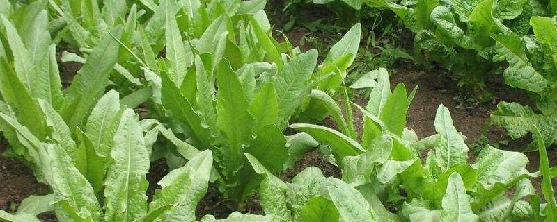 油麦菜多久可以施肥