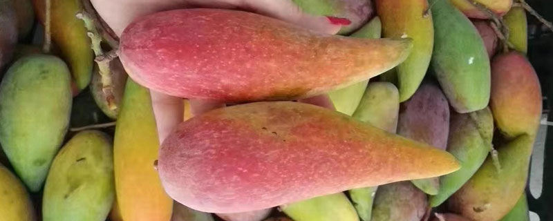 辣椒芒果产自哪里（芒果是什么品种）