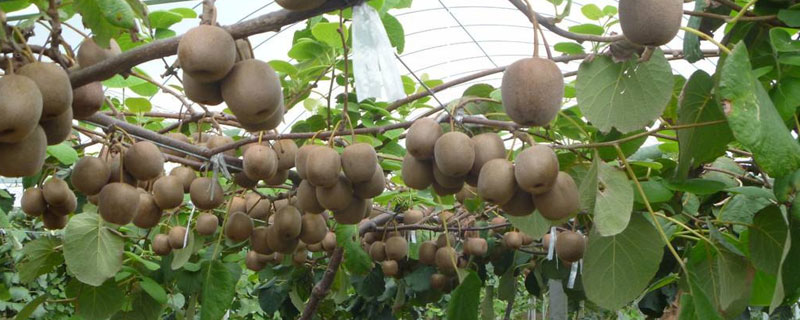 猕猴桃种植技术与管理 猕猴桃树的种植与管理