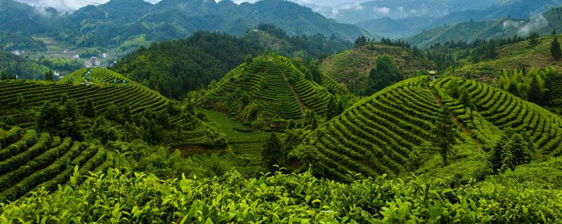 台湾高山茶属于什么茶 台湾高山茶属于什么茶和铁观音