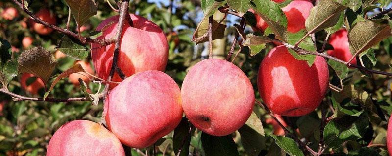 苹果树农家肥怎么施 苹果树怎样施肥