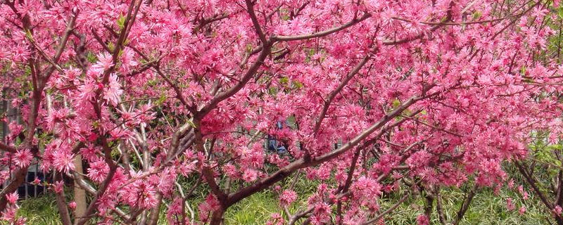 桃树花芽和叶芽的区别 桃树的花芽是什么花芽