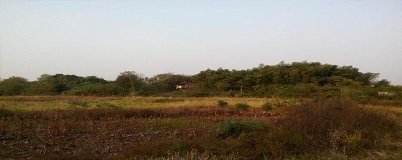 荒地种植什么不用打理（闲置地种什么不用打理）