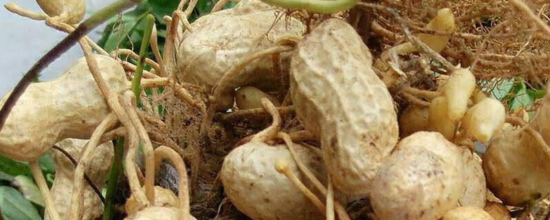 花生壳可以做肥料吗（炒熟的花生壳可以做肥料吗）
