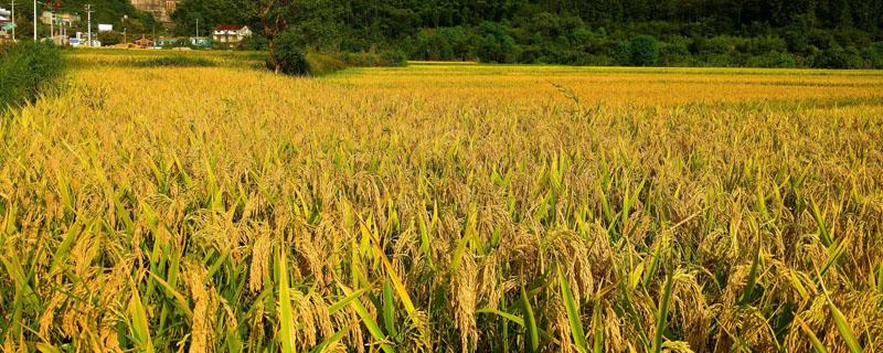 水稻复合肥每亩用量 水稻追肥复合肥用量