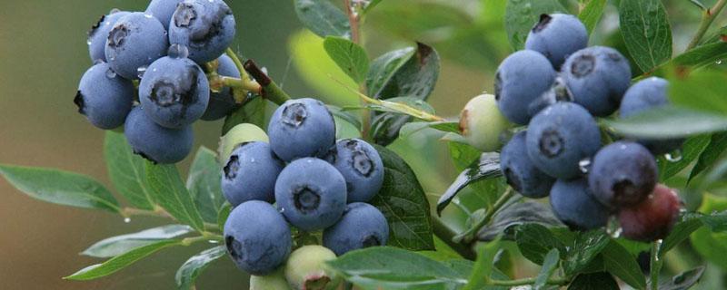 蓝莓亩产量多少斤（蓝莓亩产量一般是多少）
