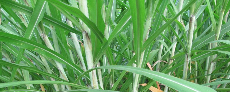 皇竹草亩产量是多少 皇竹草的亩产量有多少