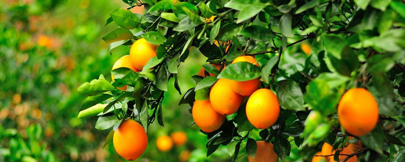 脐橙一棵树挂果多少斤 一亩地种多少棵脐橙树