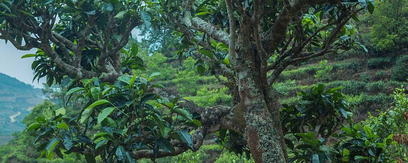 茶树无性繁殖的优缺点 茶树有性繁殖和无性繁殖的优缺点