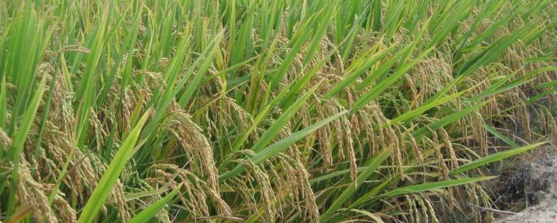 水稻和大米的区别（杂交水稻和大米的区别）